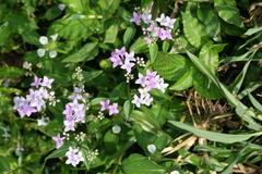 Neanotis montholonii